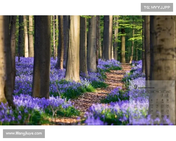 2018国内金标赛事—2018cmo金牌